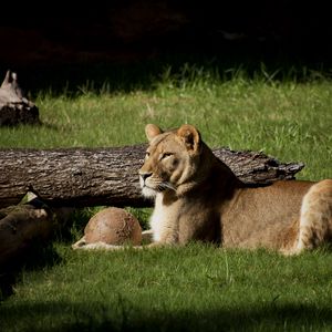 Preview wallpaper lion, grass, timber, lying