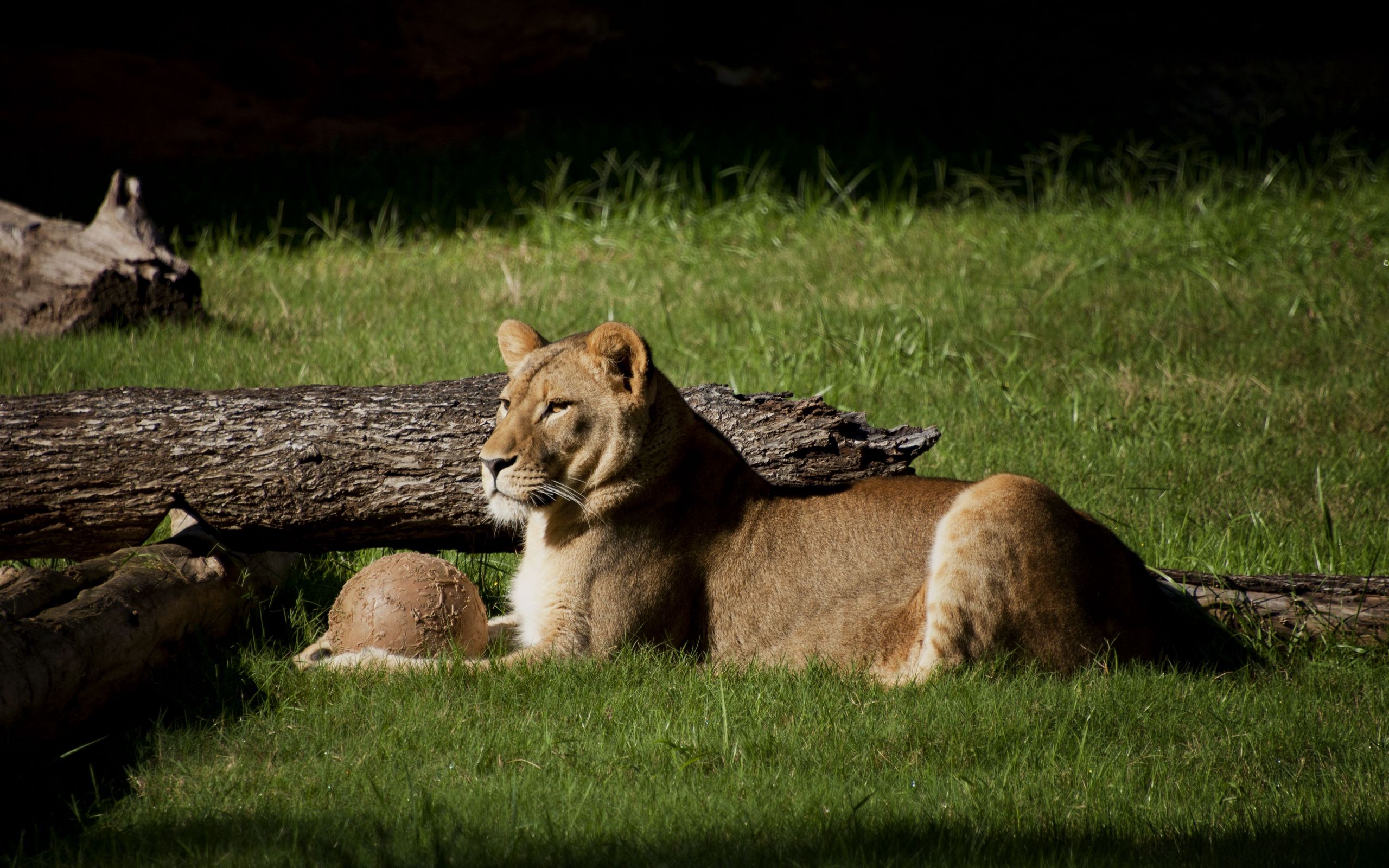 Download wallpaper 2560x1600 lion, grass, timber, lying widescreen 16: