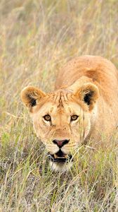 Preview wallpaper lion, grass, walk, face