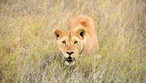 Preview wallpaper lion, grass, walk, face
