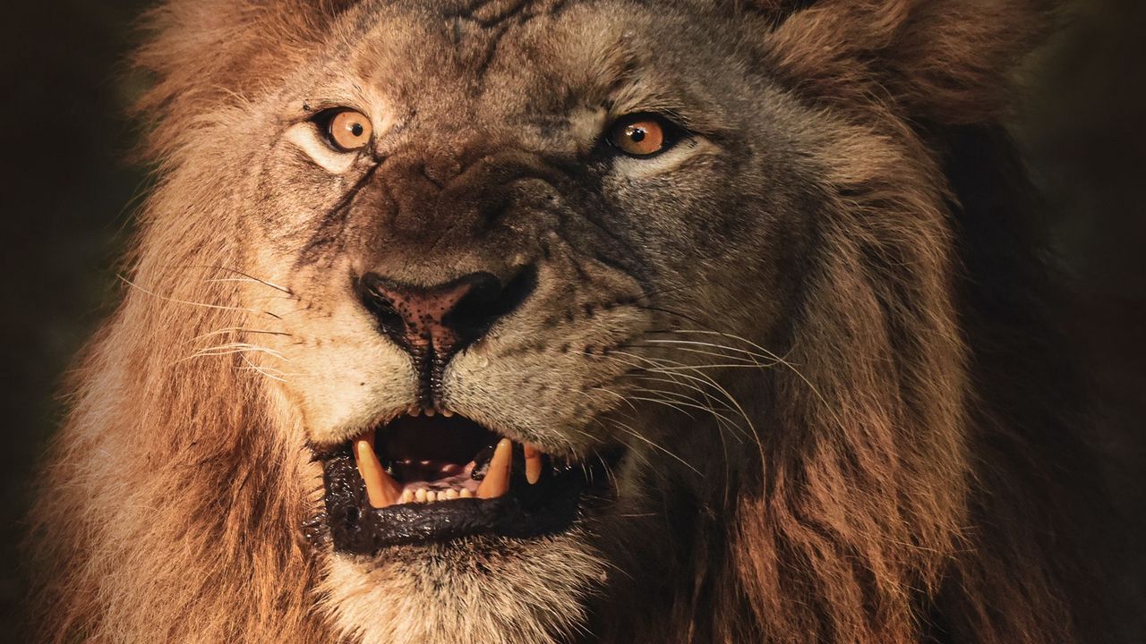 Wallpaper lion, grin, aggression, predator, animal
