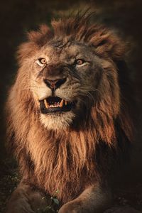 Preview wallpaper lion, grin, aggression, predator, animal