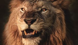Preview wallpaper lion, grin, aggression, predator, animal