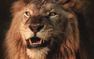 Preview wallpaper lion, grin, aggression, predator, animal
