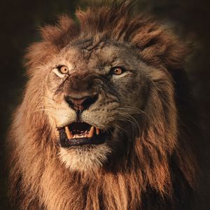 Preview wallpaper lion, grin, aggression, predator, animal