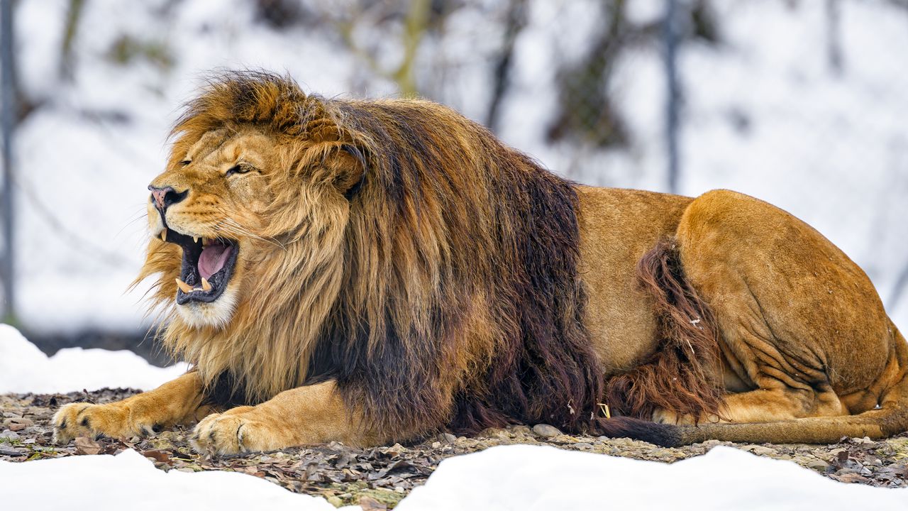 Wallpaper lion, grin, animal, predator, king of beasts
