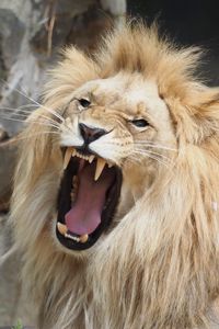 Preview wallpaper lion, grin, big cat, predator