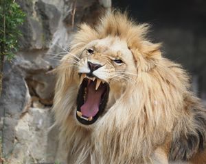 Preview wallpaper lion, grin, big cat, predator