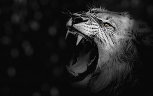 Lion 4k ultra hd 16:10 wallpapers hd, desktop backgrounds 3840x2400, images  and pictures