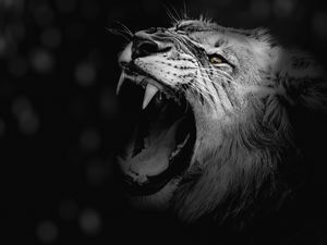 Preview wallpaper lion, grin, bw, canines, predator, king of beasts