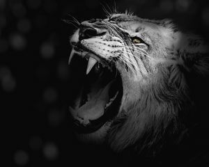 Preview wallpaper lion, grin, bw, canines, predator, king of beasts