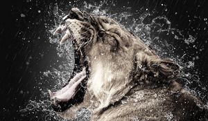 Preview wallpaper lion, grin, fangs, spray, predator