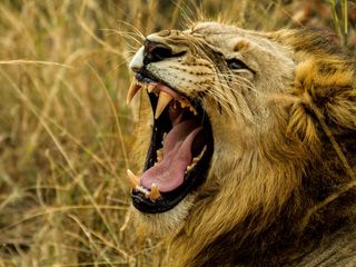 320x240 Wallpaper lion, grin, fangs, predator, muzzle, evil