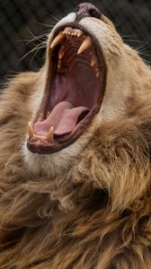 Preview wallpaper lion, grin, fangs, predator, mane