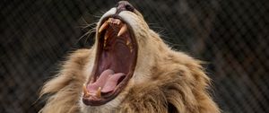 Preview wallpaper lion, grin, fangs, predator, mane