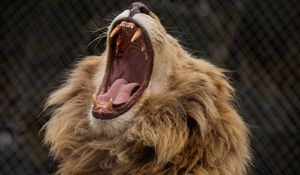 Preview wallpaper lion, grin, fangs, predator, mane