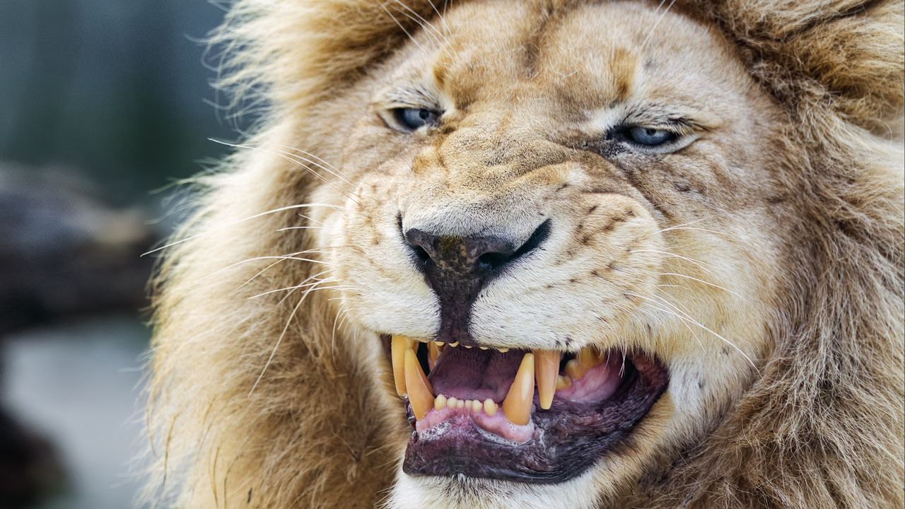 Wallpaper lion, grin, fangs, predator, big cat, animal