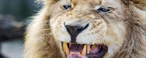 Preview wallpaper lion, grin, fangs, predator, big cat, animal