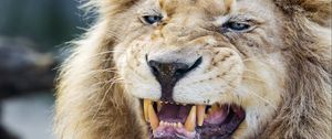Preview wallpaper lion, grin, fangs, predator, big cat, animal