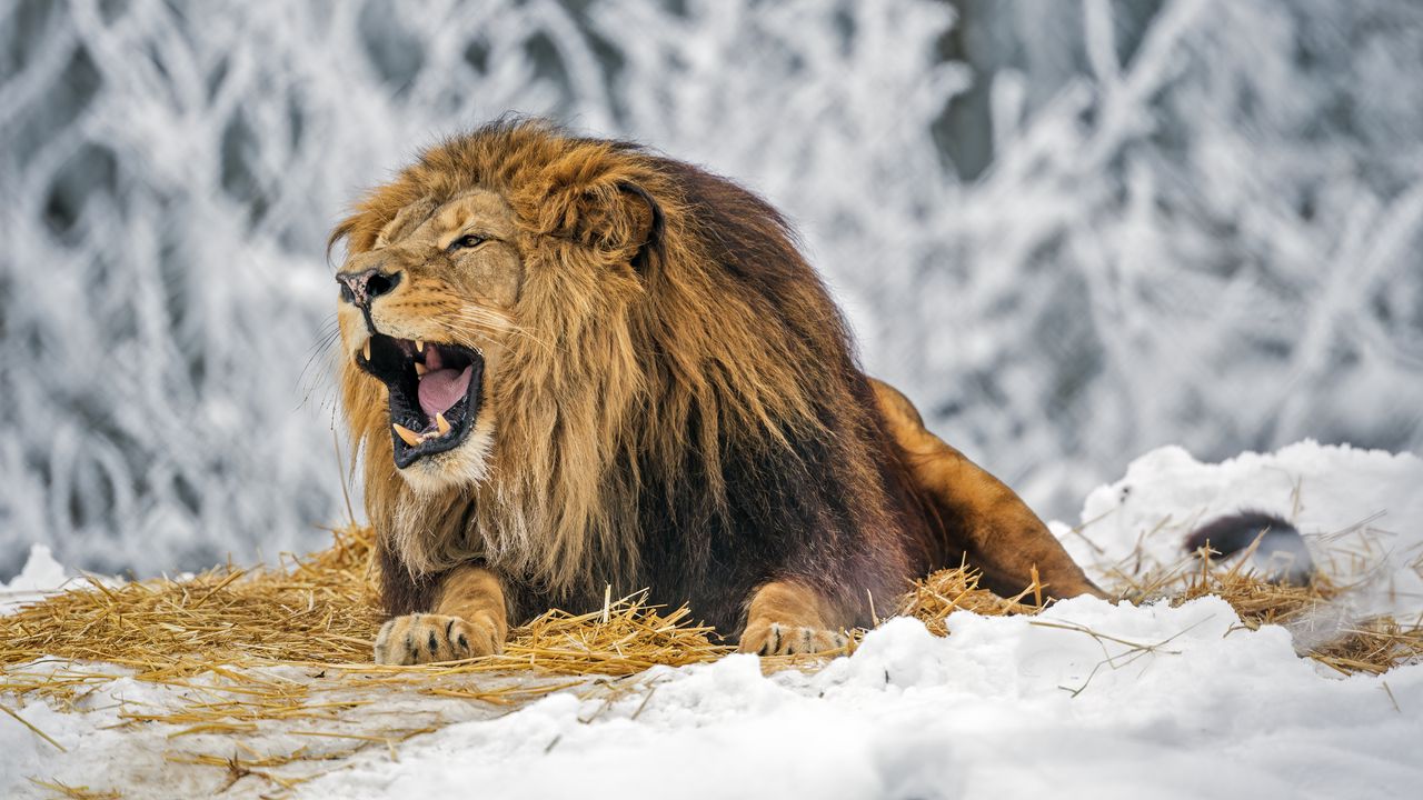 Wallpaper lion, grin, mane, predator, big cat, snow, winter
