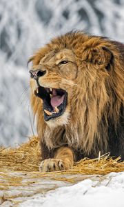 Preview wallpaper lion, grin, mane, predator, big cat, snow, winter