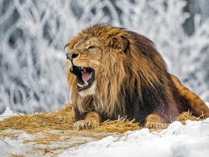 Preview wallpaper lion, grin, mane, predator, big cat, snow, winter