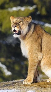 Preview wallpaper lion, grin, paws, big cat, predator, animal