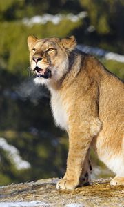 Preview wallpaper lion, grin, paws, big cat, predator, animal