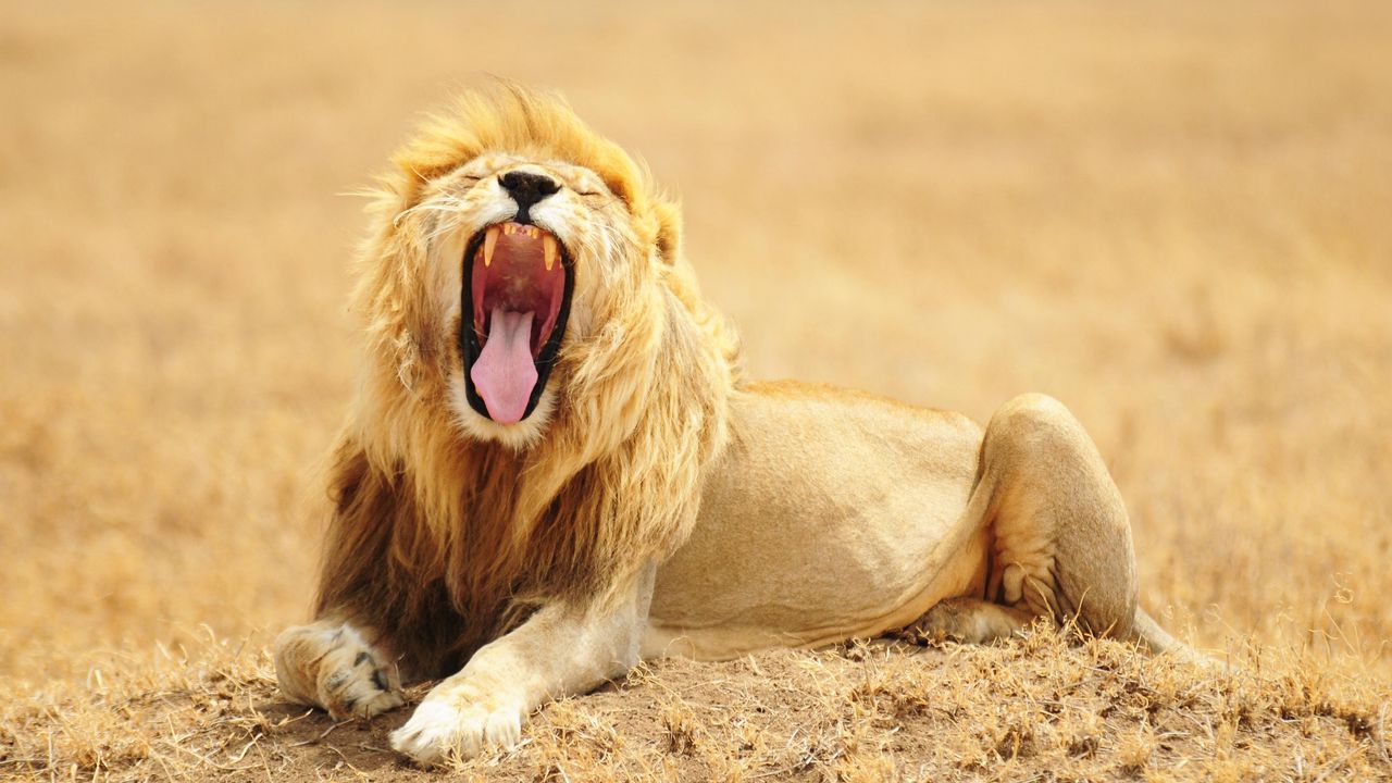 Wallpaper lion, grin, predator, king of beasts, big cat, wildlife