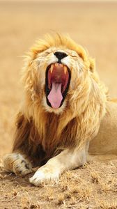 Preview wallpaper lion, grin, predator, king of beasts, big cat, wildlife
