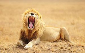 Preview wallpaper lion, grin, predator, king of beasts, big cat, wildlife