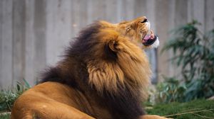 Preview wallpaper lion, grin, predator, big cat, animal