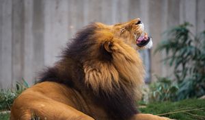 Preview wallpaper lion, grin, predator, big cat, animal