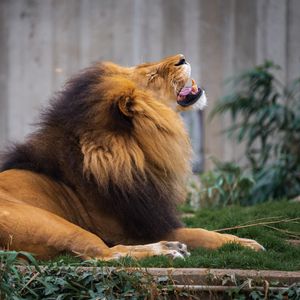Preview wallpaper lion, grin, predator, big cat, animal