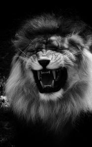 Preview wallpaper lion, grin, predator, black and white, animal