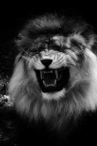 Preview wallpaper lion, grin, predator, black and white, animal