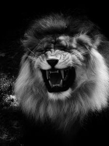 Preview wallpaper lion, grin, predator, black and white, animal