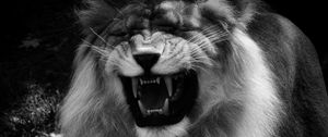 Preview wallpaper lion, grin, predator, black and white, animal