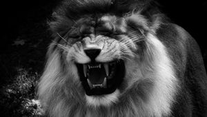 Preview wallpaper lion, grin, predator, black and white, animal