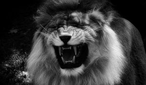 Preview wallpaper lion, grin, predator, black and white, animal