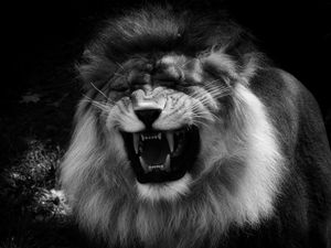 Preview wallpaper lion, grin, predator, black and white, animal