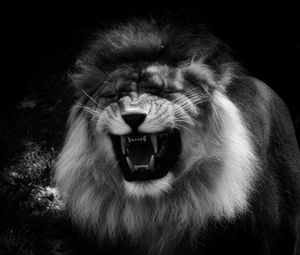 Preview wallpaper lion, grin, predator, black and white, animal
