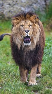 Preview wallpaper lion, grin, predator, big cat, animal, grass