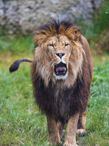 Preview wallpaper lion, grin, predator, big cat, animal, grass