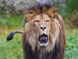 Preview wallpaper lion, grin, predator, big cat, animal, grass