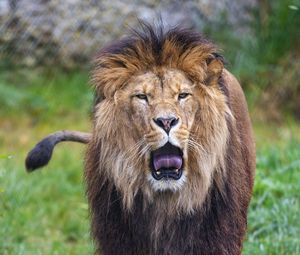 Preview wallpaper lion, grin, predator, big cat, animal, grass