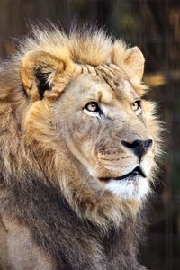 Preview wallpaper lion, head, predator, wildlife, animal