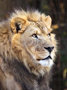 Preview wallpaper lion, head, predator, wildlife, animal