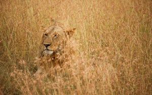 Preview wallpaper lion, hide, predator, king of beasts