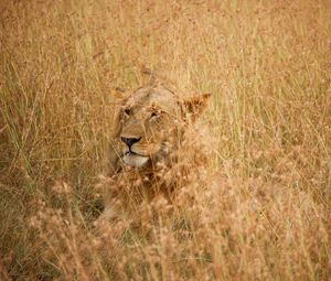 Preview wallpaper lion, hide, predator, king of beasts